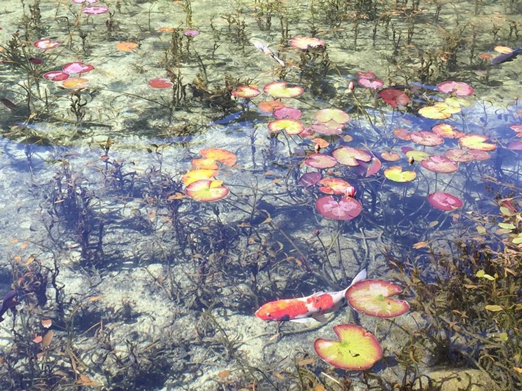 Miyako Hotel Gifu Nagaragawa Esterno foto Water lily